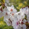 Prunus nipponica 'Brillant'  slivoň japonská - Višeň nikóská