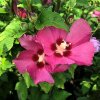 Hibiscus syr. 'Woodbridge'  Ibišek syrský tm.červený  'Woodbridge'