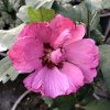 Hibiscus syr. 'Woodbridge'  Ibišek syrský tm.červený  'Woodbridge'
