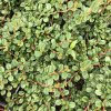 Cotoneaster proc. 'Queen of Carpet'  Skalník rozprostřený 'Queen of Carpet'