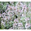 Thymus citr. 'Silver King'  Mateřídouška,Tymián 'Silver King'