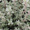 Thymus citr. 'Silver King'  Mateřídouška,Tymián 'Silver King'