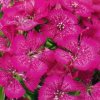 Dianthus barb. 'Barbarini® Rose'  Hvozdík vousatý 'Barbarini® Rose'