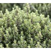 Thymus vulgaris 'Faustini'  Tymián obecný 'Faustini'
