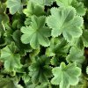 Alchemilla eryth. 'Alma'  Kontryhel  'Alma'