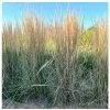 Calamagrostis acut. 'Overdam'  třtina ostrokvětá