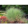 Miscanthus sin. 'Morning Light'  ozdobnice čínská