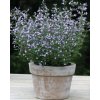 Calamintha nepeta 'Marvelettee Blue'  Marulka lékařská 'Marvelettee Blue'
