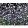 Calamintha nepeta 'Marvelettee Blue'  Marulka lékařská 'Marvelettee Blue'