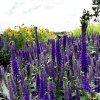 Veronica spic. 'Christa'  Rozrazil klasnatý 'Christa'