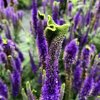 Veronica spic. 'Christa'  Rozrazil klasnatý 'Christa'