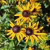 Rudbeckia fulgida Sun Ka Ching  Rdbekie 'Sun Ka Ching'