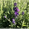 Lavandula ang. 'Blue Scent® Early'  Levandule 'Blue Scent® Early'