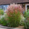 Miscanthus sin. 'Red Chief'  ozdobnice čínská