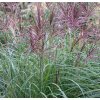 Miscanthus sin. 'Red Chief'  ozdobnice čínská