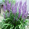 Liriope musc. 'Moneymaker'  Podzimní modřenec 'Moneymaker'