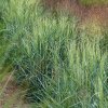 Panicum vir. 'Praire Sky'  proso prutnaté