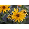 Helianthus tuberosus 'Papas® Patio'  Slunečnice topinambur