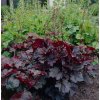Heuchera am. 'Palace Purple'  Dlužicha americká 'Palace Purple'