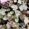Heuchera am. 'Palace Purple'  Dlužicha americká 'Palace Purple'