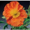 Papaver nudicaule 'Pulchinella Orange'  Mák 'Pulchinella Orange'