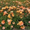 Rosa KORDES 'Bentheimer Glod'®zářivě oranžová  Růže polyantha 'Bentheimer Glod