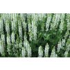 Salvia nem. 'Synchro White'  Šalvěj  'Synchro White'