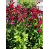 Lobelia sp. 'Fan® Burgundy'  Lobelka 'Fan® Burgundy'