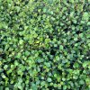 Muehlenbeckia com. 'Minero®'  Mulenbekie 'Minero®'