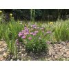 Aster alpinus 'Happy End'  Hvězdnice alpská 'Happy End'