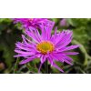 Aster alpinus 'Happy End'  Hvězdnice alpská 'Happy End'