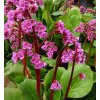 Bergenia cordifolia 'Rose'  Bergenie srdčitá 'Rose'