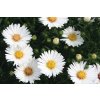 Aster alpinus 'White'  Hvězdnice alpinus 'White'