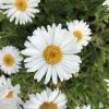 Aster alpinus 'White'  Hvězdnice alpinus 'White'
