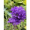 Campanula glom. 'Superba'  Zvonek klubkatý 'Superba'