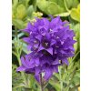 Campanula glom. 'Superba'  Zvonek klubkatý 'Superba'