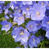 Campanula pers. 'Caerulea'  Zvonek broskvolistý 'Caerulea'