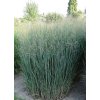 Panicum virg. 'Heavy Metal'  Proso prutnaté