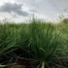 Deschampsia cespitosa 'Palava'  Metlice trsnatá 'Palava'