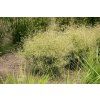 Deschampsia cespitosa 'Palava'  Metlice trsnatá