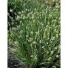 Sesleria caerulea  Pěchava vápnomilná