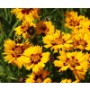 Coreopsis grand. 'Andiamo Yellow Red'  Krásnoočko velkokvěté  'Andiamo Yellow Red'