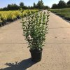 Ligustrum ovalifolium  Ptačí zob vejčitolistý