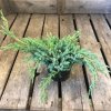 Juniperus squamata 'Blue Carpet'  Jalovec 'Blue Carpet'