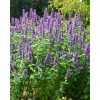 Agastache hyb. 'Blue Boa'  Agastache 'Blue Boa'