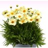 Coreopsis gran. 'UpTick Cream'  Krásnoočko  'UpTick Cream'