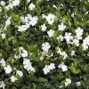 Vinca minor 'Alba'  Barvínek menší  'Alba'