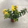 Hypericum calycinum  Třezalka kalíškatá