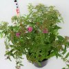 Spiraea japonica 'Genpei'  Tavolník 'Genpei'