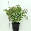 Spiraea japonica 'Genpei'  Tavolník 'Genpei'